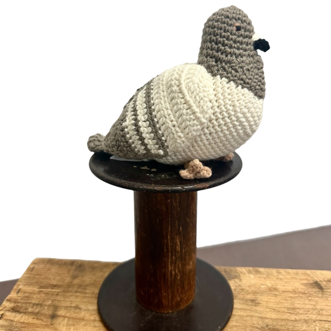 City Pigeon